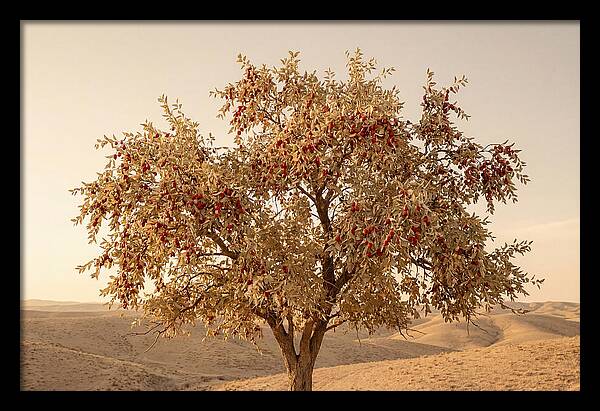 Jujube Tree With Red Fruits