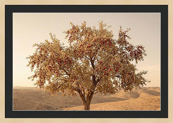 Jujube Tree With Red Fruits