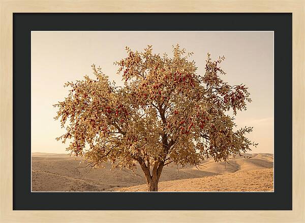 Jujube Tree With Red Fruits