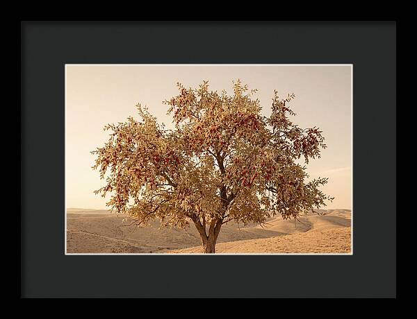 Jujube Tree With Red Fruits