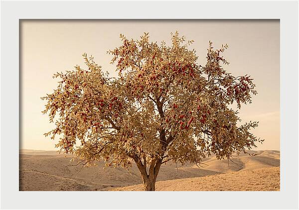 Jujube Tree With Red Fruits