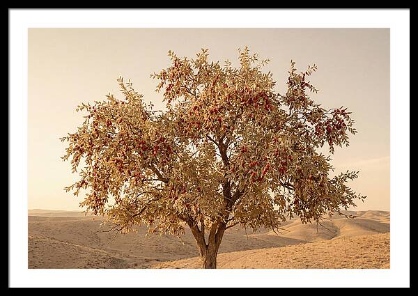 Jujube Tree With Red Fruits