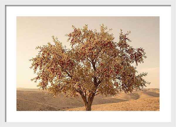 Jujube Tree With Red Fruits
