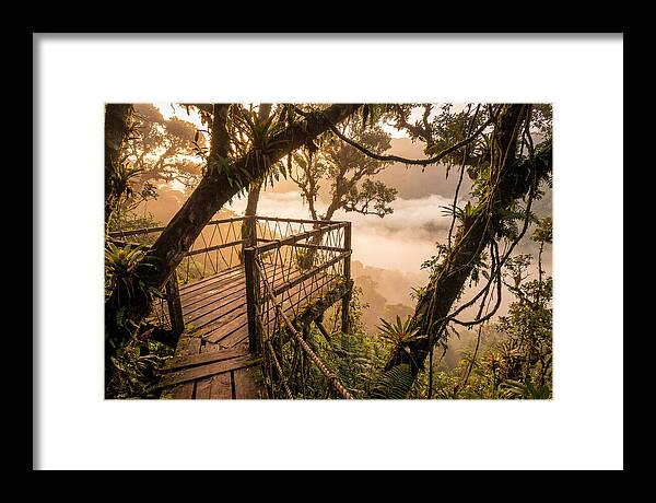 Jungle Canopy Sunrise View