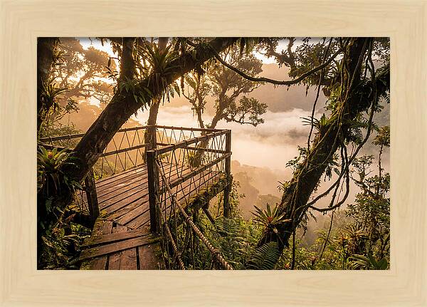 Jungle Canopy Sunrise View
