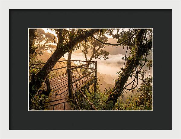 Jungle Canopy Sunrise View