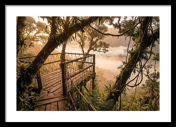 Jungle Canopy Sunrise View