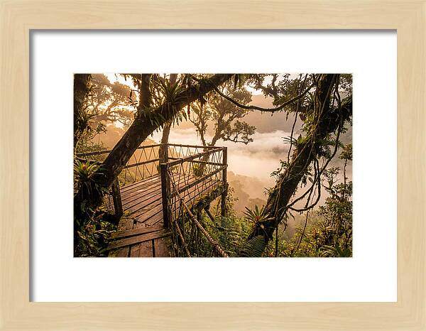 Jungle Canopy Sunrise View