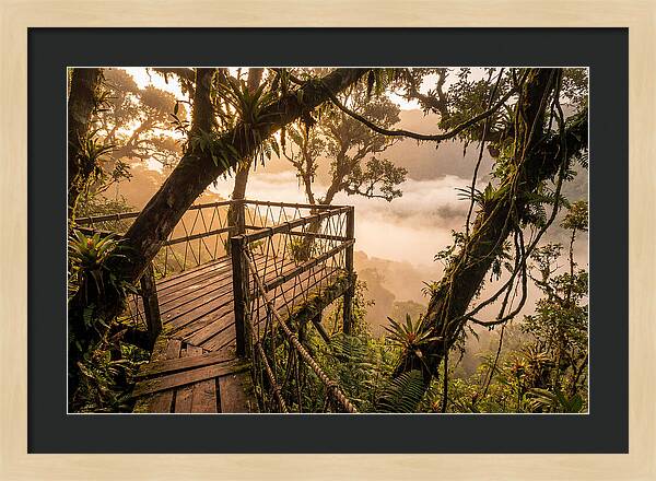 Jungle Canopy Sunrise View
