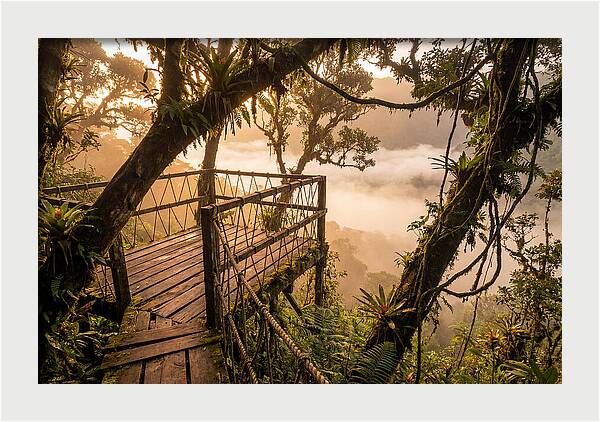 Jungle Canopy Sunrise View