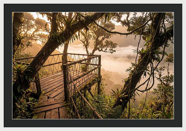 Jungle Canopy Sunrise View