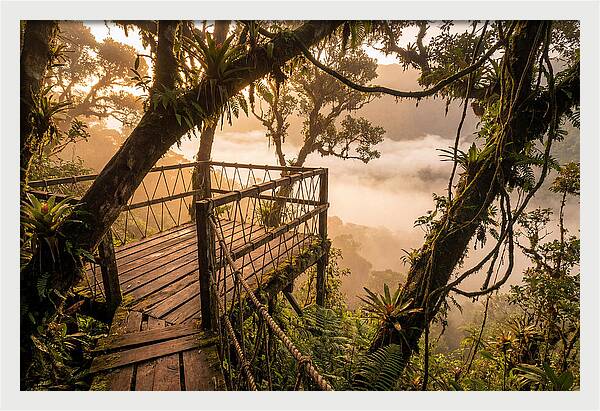 Jungle Canopy Sunrise View