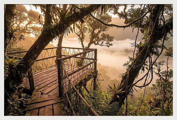 Jungle Canopy Sunrise View