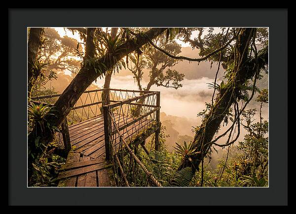 Jungle Canopy Sunrise View