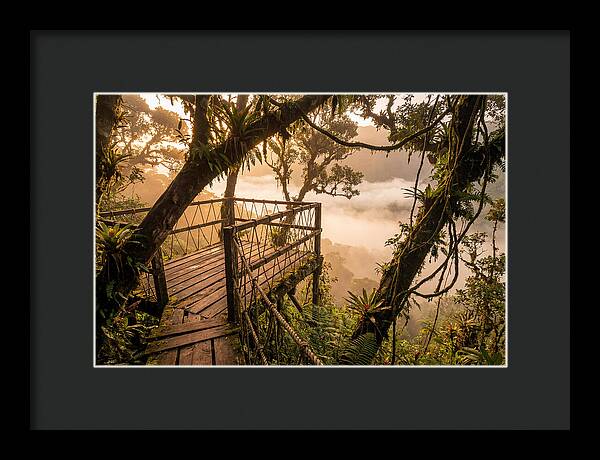 Jungle Canopy Sunrise View