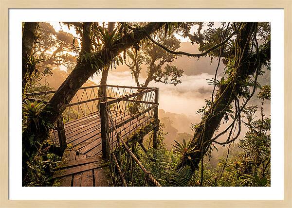 Jungle Canopy Sunrise View