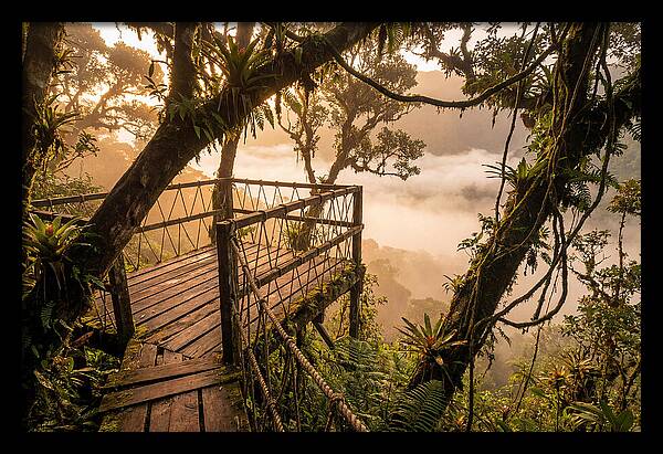Jungle Canopy Sunrise View
