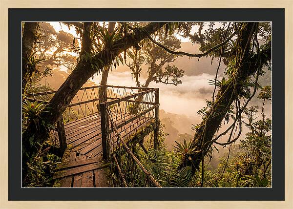Jungle Canopy Sunrise View