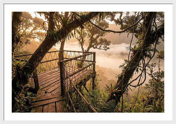 Jungle Canopy Sunrise View