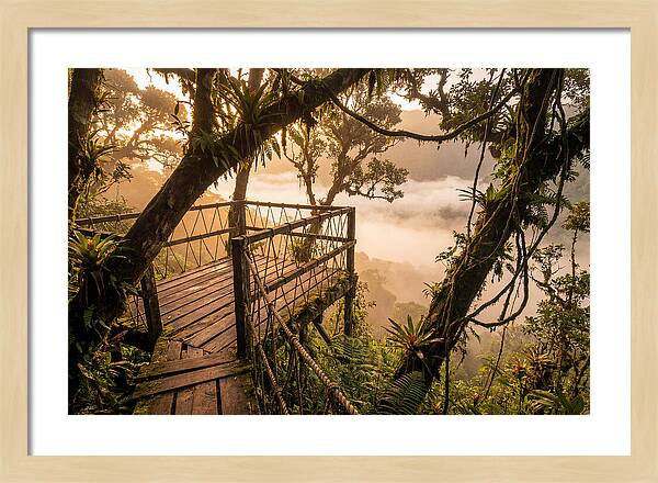 Jungle Canopy Sunrise View