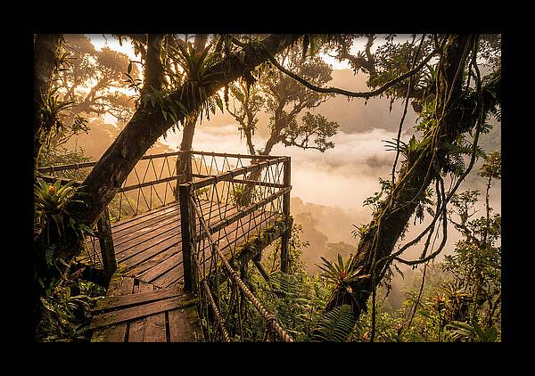 Jungle Canopy Sunrise View