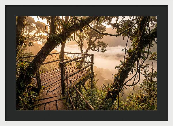 Jungle Canopy Sunrise View