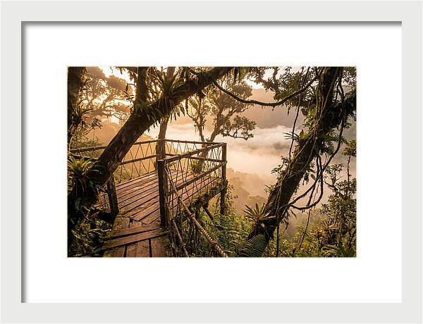 Jungle Canopy Sunrise View