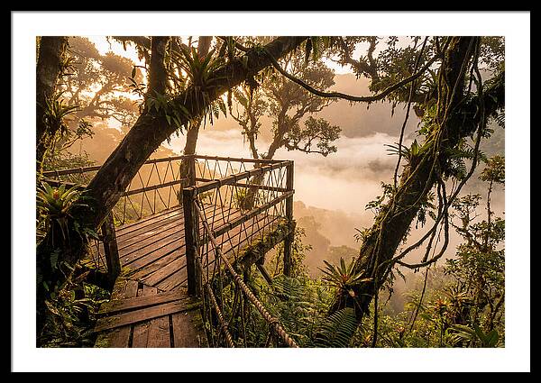 Jungle Canopy Sunrise View