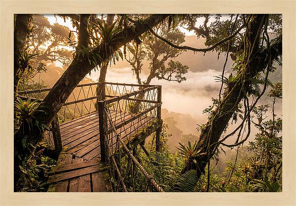 Jungle Canopy Sunrise View