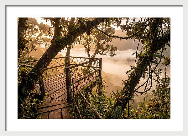 Jungle Canopy Sunrise View