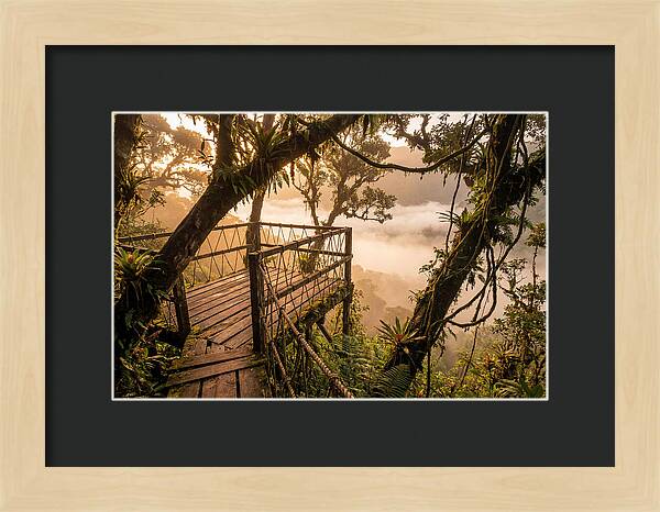 Jungle Canopy Sunrise View