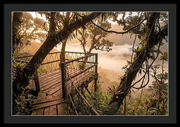 Jungle Canopy Sunrise View