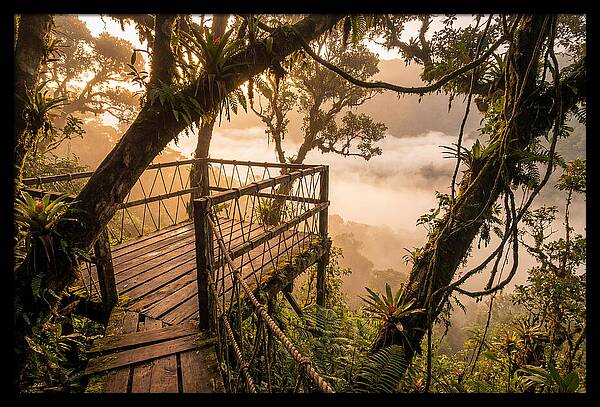 Jungle Canopy Sunrise View