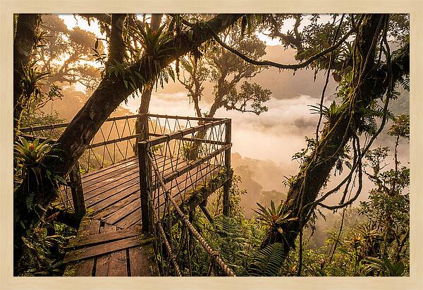 Jungle Canopy Sunrise View