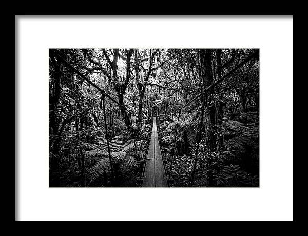 Jungle Canopy Walkway