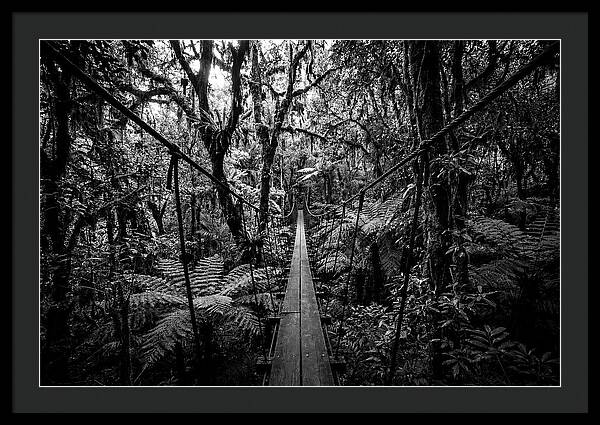 Jungle Canopy Walkway