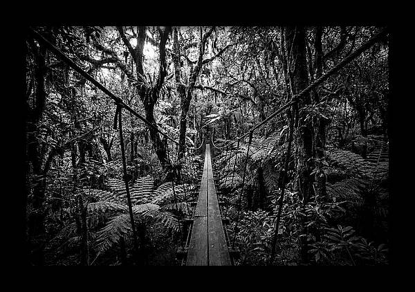 Jungle Canopy Walkway