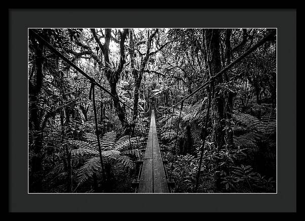 Jungle Canopy Walkway