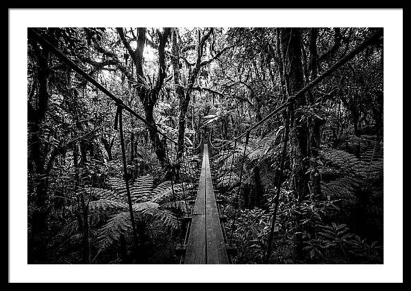 Jungle Canopy Walkway