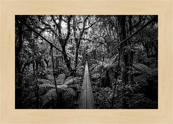 Jungle Canopy Walkway