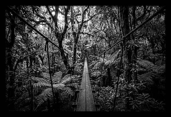 Jungle Canopy Walkway