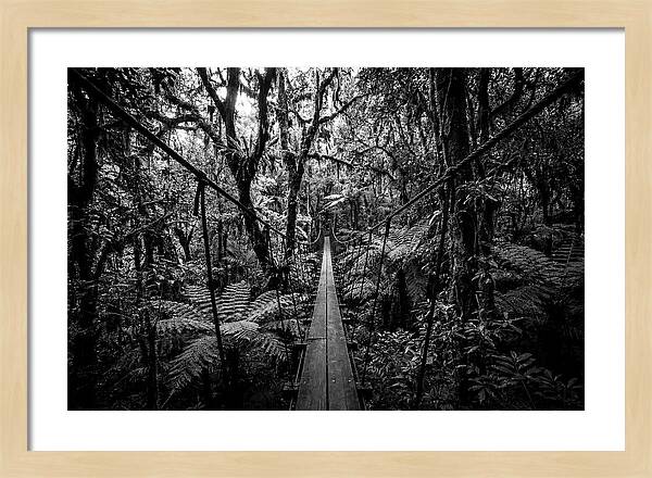 Jungle Canopy Walkway