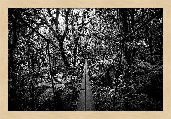 Jungle Canopy Walkway