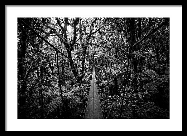 Jungle Canopy Walkway