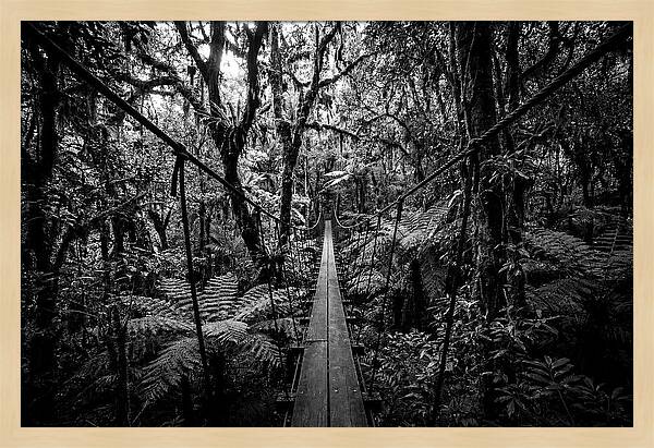 Jungle Canopy Walkway