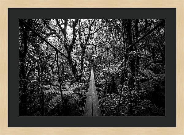 Jungle Canopy Walkway