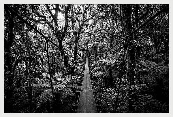 Jungle Canopy Walkway