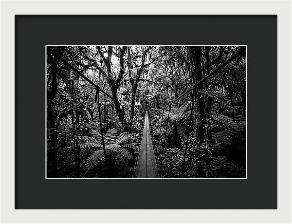 Jungle Canopy Walkway