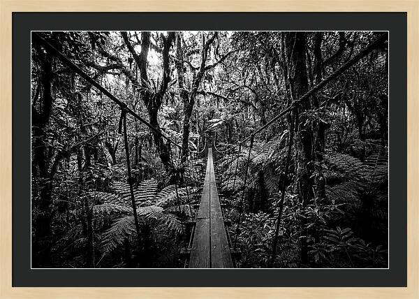 Jungle Canopy Walkway