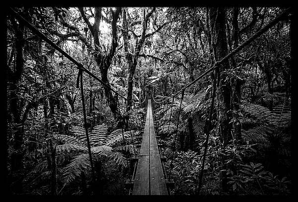 Jungle Canopy Walkway